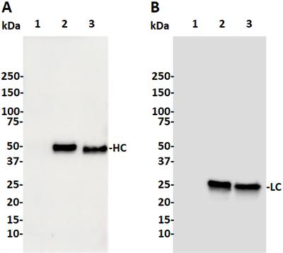 Characterization of a plant-derived monoclonal antibody targeting extracellular enveloped virions of Monkeypox virus